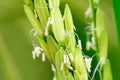Close up rice flower Royalty Free Stock Photo