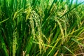 Close Up of Rice Grain In Farming Area. Green Young Paddy Grain. Royalty Free Stock Photo