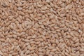 A close up of rice grains. Raw porridge top view. Grain pattern. Vegan raw food. Royalty Free Stock Photo