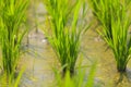 Close up of rice paddy. Royalty Free Stock Photo