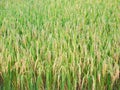 Close-up rice paddy field with yellow sunlight in the morning. Royalty Free Stock Photo