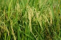 Close up rice paddy