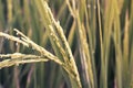 Close up rice paddy