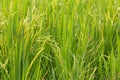 Close up rice plant and seeds Royalty Free Stock Photo