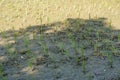rice plants growing in muddy paddy farm Royalty Free Stock Photo