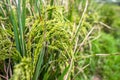 Close up rice plants in paddy field