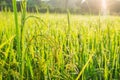 Close up rice plants yield ripening growing waiting for harvest