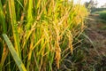 Close up rice plants yield ripening growing waiting for harvest