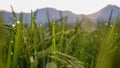 Close up of rice in the rice fields at sunrise Royalty Free Stock Photo