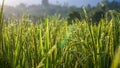 Close up of rice in the rice fields at sunrise Royalty Free Stock Photo