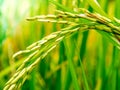 Close up of rice seed panicles in the paddy Royalty Free Stock Photo