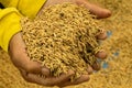 Close up rice seeds on man farmer hands on paddy background, a h