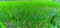 Close Up Rice Shoots Royalty Free Stock Photo