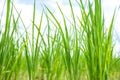 Close up of Rice sprouts plant growth in rice field