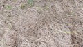 Close-up of rice straw after harvest. Pile of rice straw after harvest. Golden straw in the field. Rustic beauty of rice straw