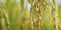 Close up of rice straw ,during the season of harvesting