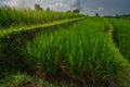 Close up of the rice terraces of Jatiluwih Royalty Free Stock Photo