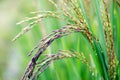 Close up Riceberry Rice on fields farming in thailand Royalty Free Stock Photo