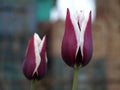 Close-up of a rich burgundy tulip flower. Leningrad region