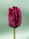 Close-up of a rich burgundy tulip flower. Leningrad region
