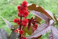 Close-up of Ricinus communis the castorbean or castor-oil-plant