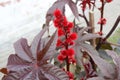 Close-up of Ricinus communis the castorbean or castor-oil-plant with purplish leaves