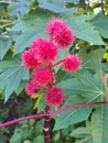 Close-up of a Ricinus communis L.,