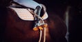 A close-up of the rider's boots as he gallops on his bay horse. Royalty Free Stock Photo