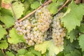 Close up of Riesling White Wine Grapes #2 Royalty Free Stock Photo