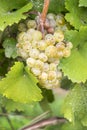 Close up of Riesling White Wine Grapes #1 Royalty Free Stock Photo