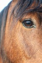 Close up of right eye of brown horse. Royalty Free Stock Photo