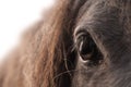 Close up of the right eye of a horse Royalty Free Stock Photo