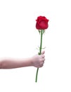 Right hand of asian little child girl giving colorful red rose single flower with love isolated on white background with clipping Royalty Free Stock Photo