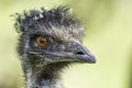 Close up, right profile portrait of emu ostrich looking in camera Royalty Free Stock Photo