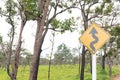 Close up right winding road sign