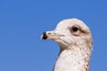 Close up of Ring-billed Gull Larus delawarensis head; San Francisco Bay Area, California