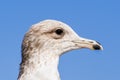 Close up of Ring-billed Gull Larus delawarensis head; San Francisco Bay Area, California