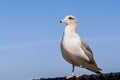 Close up of Ring-billed Gull Larus delawarensis sitting on a fence; San Francisco Bay Area, California