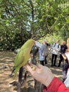 A close up of a Ring Necked Parakeet