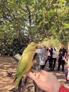 A close up of a Ring Necked Parakeet