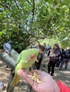 A close up of a Ring Necked Parakeet