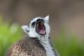 Close up of a Ring tailed Lemur