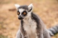 Close up of ring-tailed lemur in a bio park