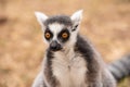 Close up of ring-tailed lemur in a bio park