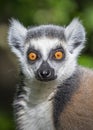Close up of Ring Tailed Lemur Royalty Free Stock Photo
