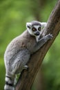 Close up of Ring Tailed Lemur Royalty Free Stock Photo