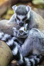 Close up of Ring Tailed Lemur Royalty Free Stock Photo