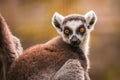Close up of a ring-tailed lemur, Madagascar Royalty Free Stock Photo