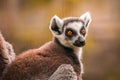 Close up of a ring-tailed lemur, Madagascar Royalty Free Stock Photo