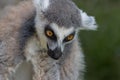 Close up of a ring-tailed lemur, Madagascar. Ring tail lemur portrait. Lemur with bowed head. Lemur catta